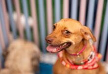 Adota Pet, Adota Pet Goiânia, 12ª edição do Adota Pet, Adota Pet Passeio das Águas Shopping Goiânia, evento adoção cães Goiânia