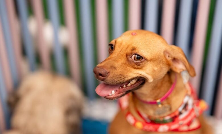 Adota Pet, Adota Pet Goiânia, 12ª edição do Adota Pet, Adota Pet Passeio das Águas Shopping Goiânia, evento adoção cães Goiânia