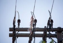 pipas na rede elétrica Goiás, pipas na rede elétrica em Goiás, pipas na rede elétrica, pipas rede elétrica Goiás, rede elétrica em Goiás