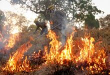 uso do fogo em vegetação, Decreto suspende uso do fogo em vegetação Goiás, Decreto suspende uso do fogo em vegetação no território goiano, uso do fogo vegetação Goiás, uso do fogo Goiás