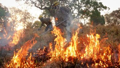 uso do fogo em vegetação, Decreto suspende uso do fogo em vegetação Goiás, Decreto suspende uso do fogo em vegetação no território goiano, uso do fogo vegetação Goiás, uso do fogo Goiás