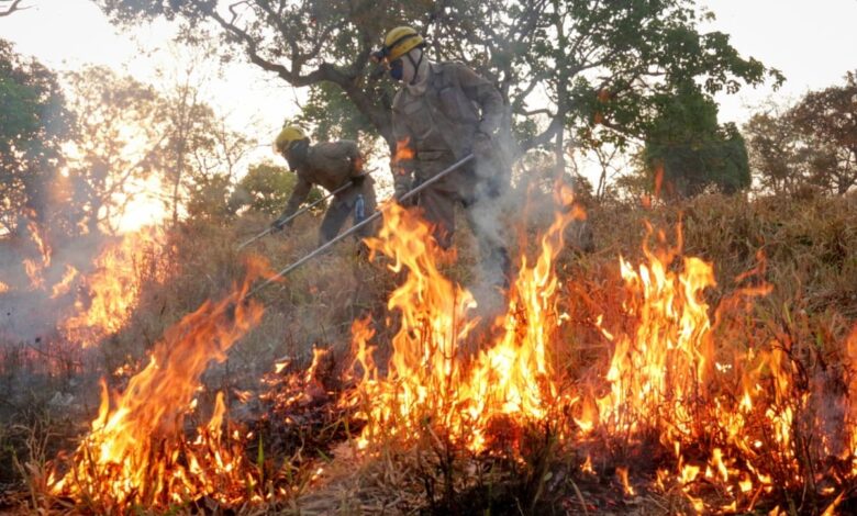 uso do fogo em vegetação, Decreto suspende uso do fogo em vegetação Goiás, Decreto suspende uso do fogo em vegetação no território goiano, uso do fogo vegetação Goiás, uso do fogo Goiás