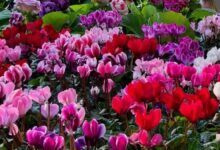 Feira de Orquídeas Goiânia, Feira de Orquídeas, curso solidário Feira de Orquídeas Goiânia, Feira de Orquídeas Bosque dos Buritis Goiânia, Feira Orquídeas Goiânia
