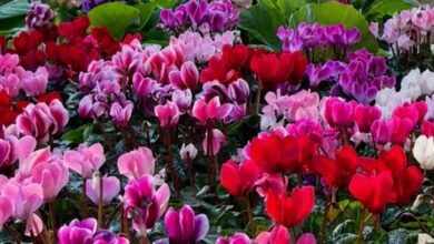 Feira de Orquídeas Goiânia, Feira de Orquídeas, curso solidário Feira de Orquídeas Goiânia, Feira de Orquídeas Bosque dos Buritis Goiânia, Feira Orquídeas Goiânia