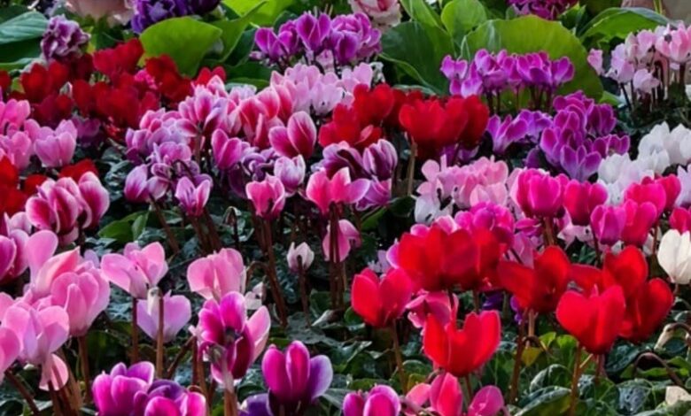 Feira de Orquídeas Goiânia, Feira de Orquídeas, curso solidário Feira de Orquídeas Goiânia, Feira de Orquídeas Bosque dos Buritis Goiânia, Feira Orquídeas Goiânia