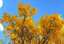 ipês Goiânia, ipês em Goiânia, florada dos ipês, ipês paisagem de Goiânia, ipês de Goiânia, ipês