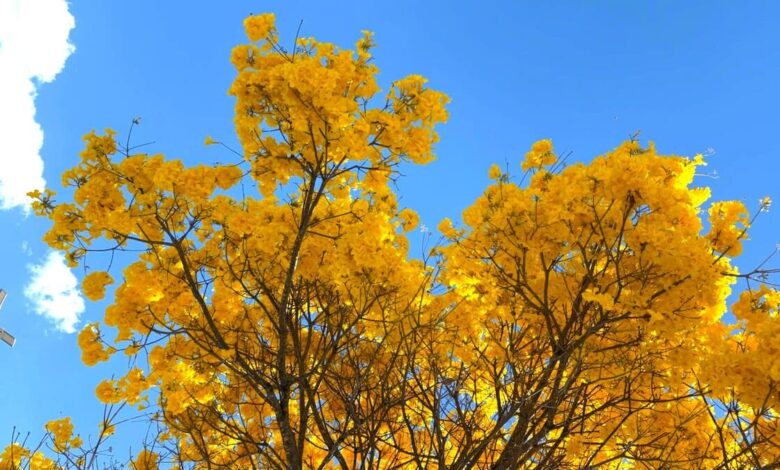 ipês Goiânia, ipês em Goiânia, florada dos ipês, ipês paisagem de Goiânia, ipês de Goiânia, ipês