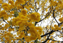 Primavera Goiás, Primavera em Goiás, Primavera El Niño, Primavera, tempo em Goiás Primavera