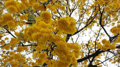 Primavera Goiás, Primavera em Goiás, Primavera El Niño, Primavera, tempo em Goiás Primavera