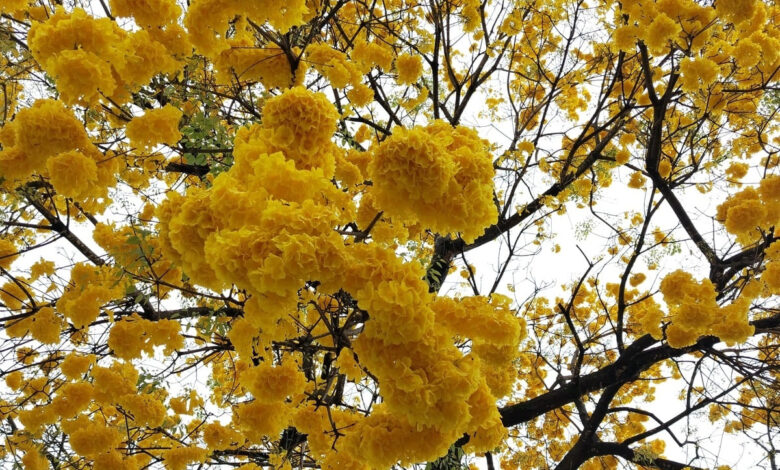 Primavera Goiás, Primavera em Goiás, Primavera El Niño, Primavera, tempo em Goiás Primavera