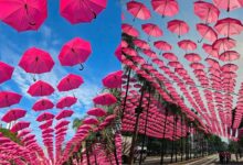 túnel de guarda-chuvas cor de rosa Goiânia, guarda-chuvas cor de rosa Goiânia, túnel de guarda-chuvas cor de rosa Praça Tamandaré, guarda-chuvas rosa Goiânia, Praça Tamandaré Goiânia